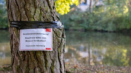 Am Langwassersee in Nürnberg gab es ein rätselhaftes Fischsterben. / Foto: Daniel Karmann/dpa