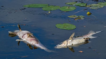 Dutzende tote Fische: Wegen Sauerstoffmangels verenden mehrere Tiere in dem See. (Symbolbild) / Foto: Patrick Pleul/dpa
