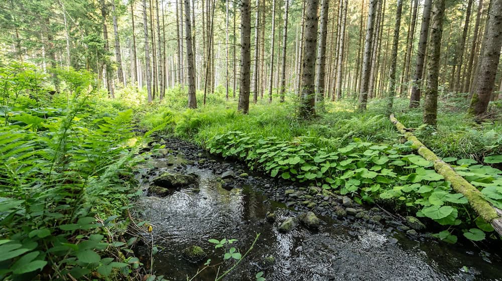 Mehrere hundert Liter Diesel sind in der Oberpfalz in einen Bachlauf geflossen. (Symbolbild) / Foto: Silas Stein/dpa