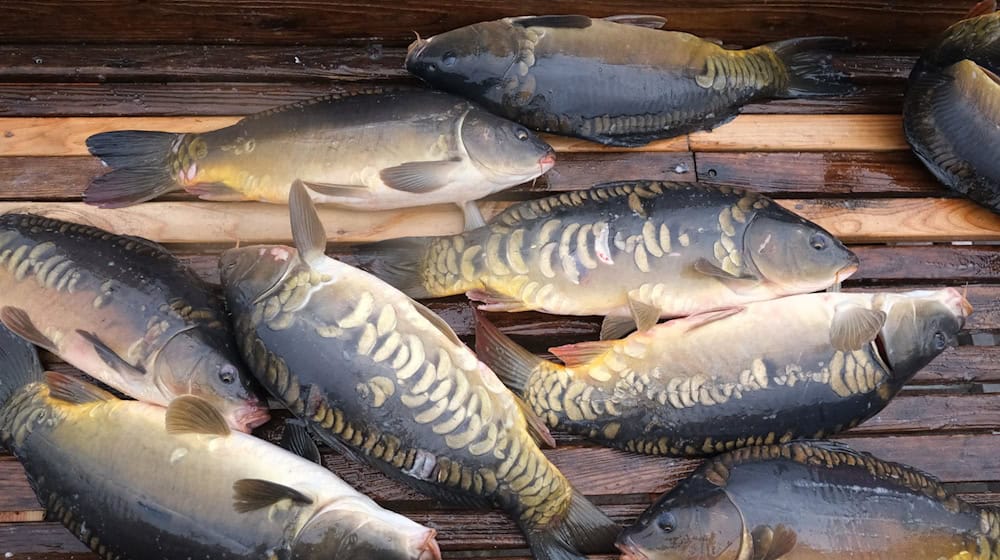 Karpfen gelten in Bayern als beliebter Speisefisch. (Symbolfoto)  / Foto: Sebastian Willnow/dpa