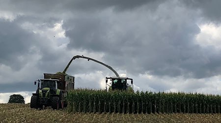 Landwirte nutzen Maishäcksler, um schnell größere Mengen Mais zu ernten. (Symbolbild) / Foto: Kathrin Zeilmann/dpa