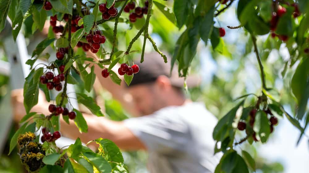 Ein Mann in Unterfranken bei der Kirschernte. Nach einer Schätzung des Bayerischen Landesamtes für Statistik sind die Erträge in Bayern gegenüber dem schwachen Vorjahr stark gestiegen. / Foto: Pia Bayer/dpa