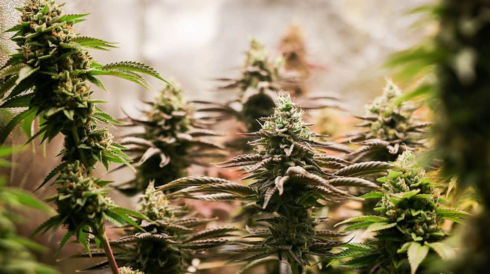 Nach einem Brand im schwäbischen Friedberg ermittelt die Polizei gegen einen 39-Jährigen wegen Verstößen gegen das Cannabisgesetz. (Symbolbild) / Foto: Christian Charisius/dpa