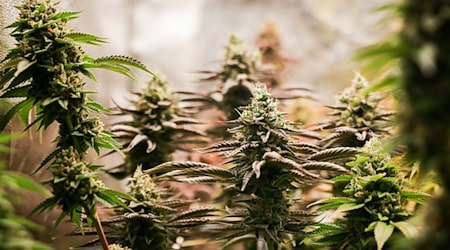 Nach einem Brand im schwäbischen Friedberg ermittelt die Polizei gegen einen 39-Jährigen wegen Verstößen gegen das Cannabisgesetz. (Symbolbild) / Foto: Christian Charisius/dpa