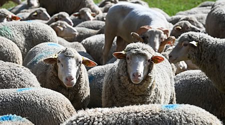 Rund 20 Tiere brechen aus ihrem Gehege aus. (Symbolbild) / Foto: Heiko Rebsch/dpa