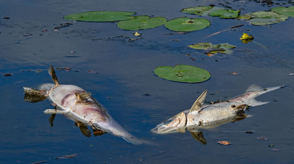 In einem kleineren See in Nürnberg starben auffällig viele Fische. (Symbolbild) / Foto: Patrick Pleul/dpa
