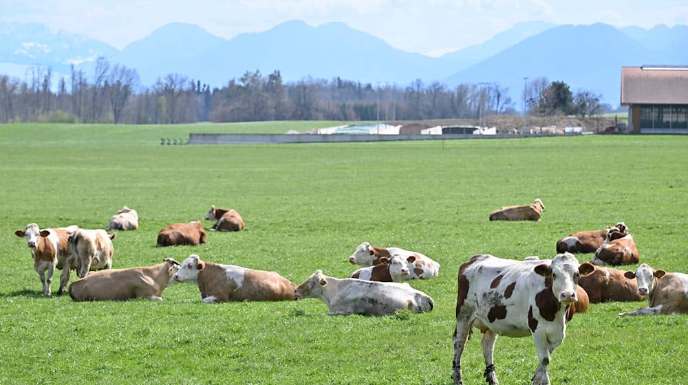 Auch auf Bayerns Weiden werden Rinder seltener. Das «Alpenfleckvieh» - so der offizielle Name - ist ein sogenanntes Doppelnutzungsrind, das sowohl für Fleisch- als auch Milchproduktion gezüchtet wird. Die in Norddeutschland üblichen schwarz-bunten Holsteinrinder hingegen sind Milchkühe. (Symbolbild) / Foto: Uwe Lein/dpa