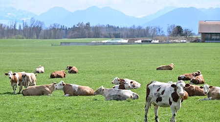 Auch auf Bayerns Weiden werden Rinder seltener. Das «Alpenfleckvieh» - so der offizielle Name - ist ein sogenanntes Doppelnutzungsrind, das sowohl für Fleisch- als auch Milchproduktion gezüchtet wird. Die in Norddeutschland üblichen schwarz-bunten Holsteinrinder hingegen sind Milchkühe. (Symbolbild) / Foto: Uwe Lein/dpa