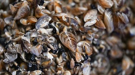 Die kleinen Muscheln entwickeln sich zum Problemfall. (Archivbild)  / Foto: Felix Kästle/dpa