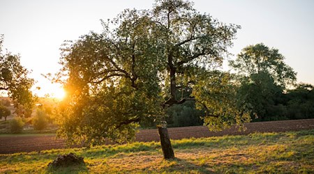 Den Freistaat erwarten zum Wochenende für Mitte September ungewöhnlich hohe Temperaturen. (Symbolbild) / Foto: Daniel Vogl/dpa