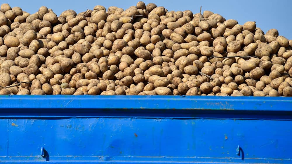 Rund Sechs Tonnen Kartoffeln verlor der Landwirt auf der B2. (Symbolbild) / Foto: picture alliance / ZB