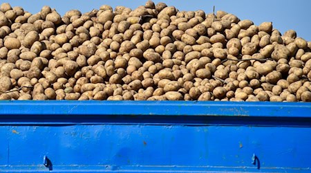 Rund Sechs Tonnen Kartoffeln verlor der Landwirt auf der B2. (Symbolbild) / Foto: picture alliance / ZB