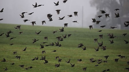Am Himmel ist im Herbst viel los. (Archivbild) / Foto: Karl-Josef Hildenbrand/dpa