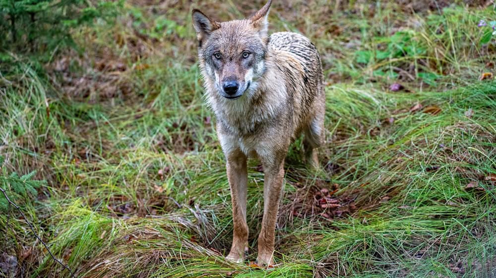 Jungwolf in einem Gehege. In Unterfranken hat ein Wolf mindestens ein Schaf gerissen. (Archivbild) / Foto: Armin Weigel/dpa