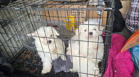 Zollbeamte entdeckten auf der A3 bei Würzburg mehrere verängstigte Hundewelpen ohne Papiere. / Foto: -/Hauptzollamt Schweinfurt/dpa