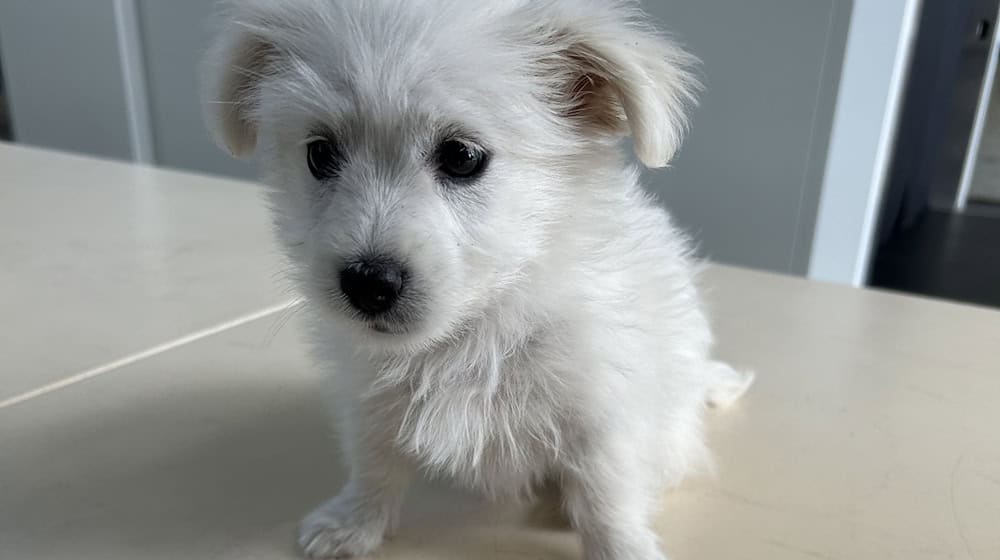 Der kleine Hund wird seine nächste Zeit im Tierheim verbringen müssen. / Foto: -/Hauptzollamt Augsburg/dpa