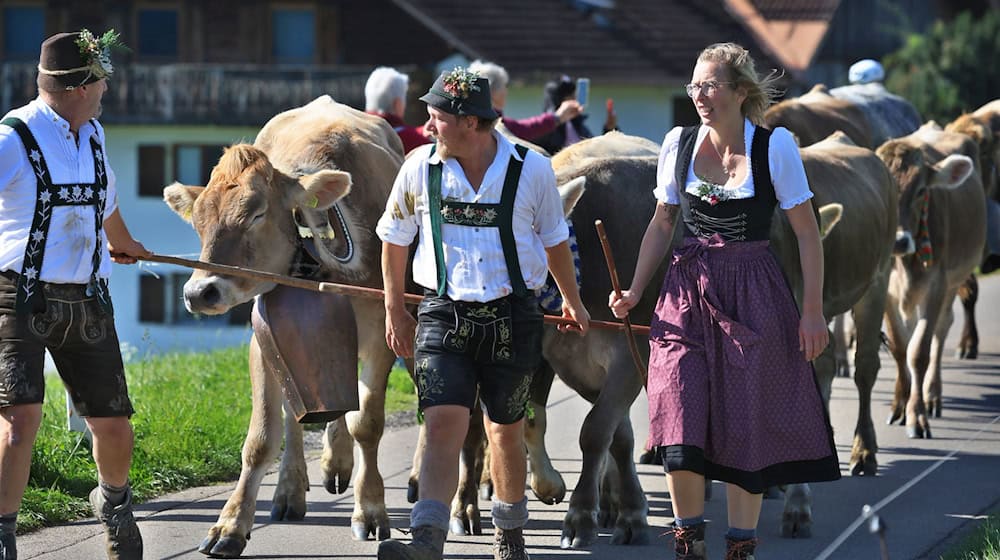 Hirten führen beim Viehscheid in Memhölz ihre Tiere Richtung Tal. / Foto: Karl-Josef Hildenbrand/dpa