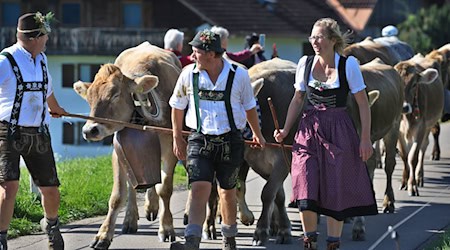 Hirten führen beim Viehscheid in Memhölz ihre Tiere Richtung Tal. / Foto: Karl-Josef Hildenbrand/dpa