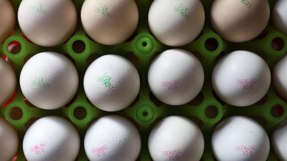 Eier könnten durch die Vogelgrippe teurer werden. (Symbolbild) / Foto: Karl-Josef Hildenbrand/dpa