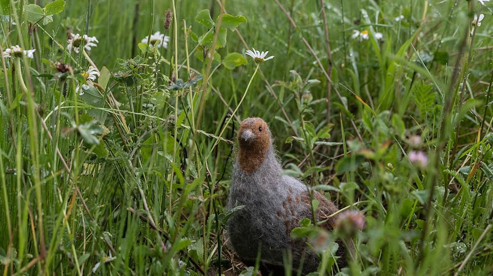Das in seinem Bestand gefährdete Rebhuhn ist zum Vogel des Jahres gewählt worden. (Archivbild) / Foto: Swen Pförtner/dpa