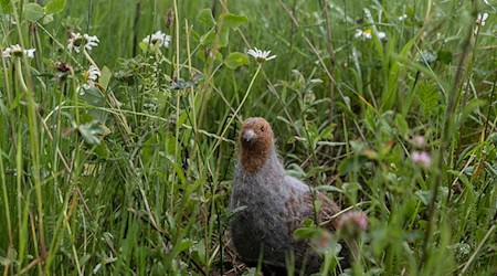Das in seinem Bestand gefährdete Rebhuhn ist zum Vogel des Jahres gewählt worden. (Archivbild) / Foto: Swen Pförtner/dpa