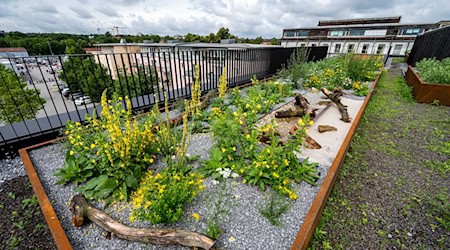 Klimaschutz ist auch Sache der Kommunen - doch dafür ist Geld notwendig. (Archivbild) / Foto: Armin Weigel/dpa/dpa-tmn