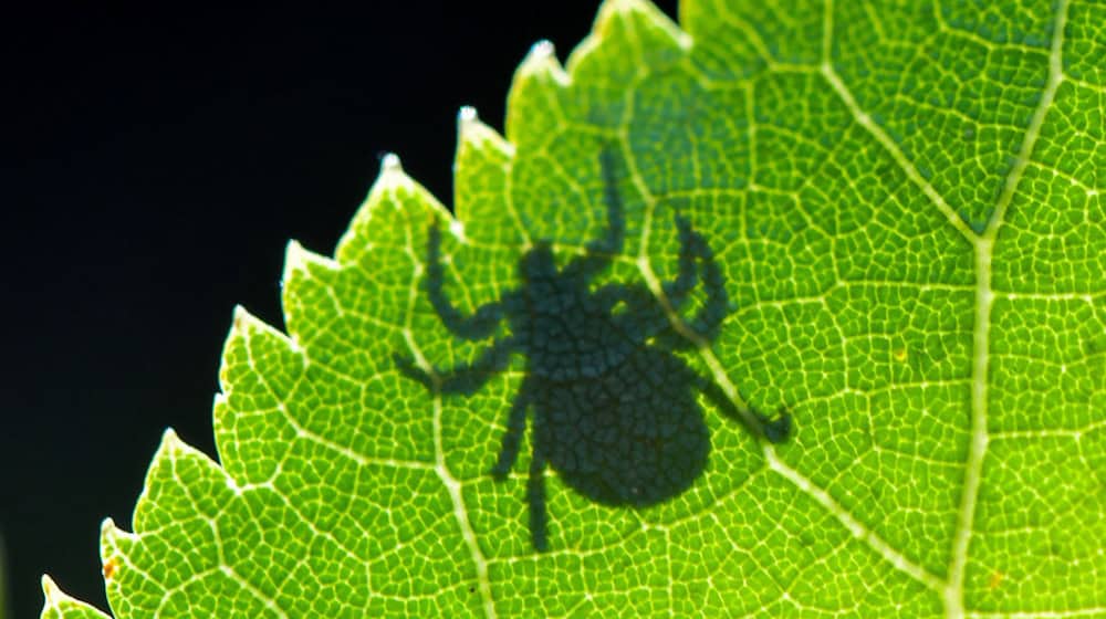 Die Krankheit Lyme-Borreliose wird durch Zecken auf den Menschen übertragen. (Symbolbild) / Foto: Patrick Pleul/dpa/dpa-tmn