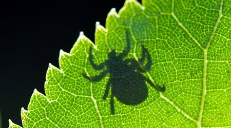 Die Krankheit Lyme-Borreliose wird durch Zecken auf den Menschen übertragen. (Symbolbild) / Foto: Patrick Pleul/dpa/dpa-tmn