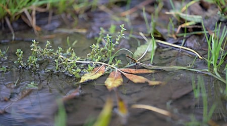 Regenschirm nicht vergessen: In einigen Regionen Bayerns kann es noch nass werden. / Foto: Malin Wunderlich/dpa