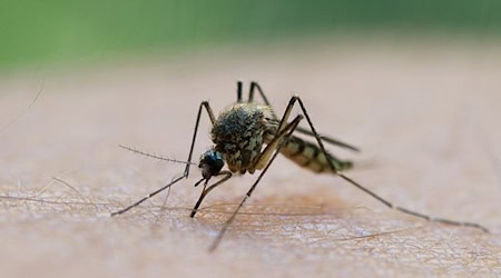 Durch einen Mückenstich soll sich ein Mann im Landkreis Aschaffenburg mit dem West-Nil-Virus angesteckt haben. (Symbolbild) / Foto: Patrick Pleul/dpa-Zentralbild/dpa