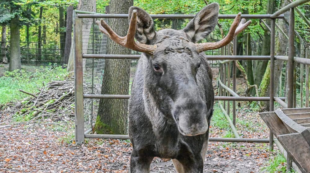 Nun ist er wieder im Wildpark Pforzheim: Elch Erwin.  / Foto: Jason Tschepljakow/dpa
