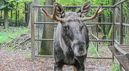 Nun ist er wieder im Wildpark Pforzheim: Elch Erwin.  / Foto: Jason Tschepljakow/dpa