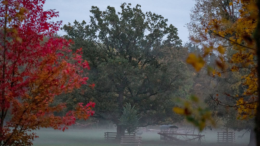 Nebel im oberfränkischen Wildpark Schloss Tambach.  / Foto: Daniel Vogl/dpa