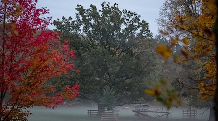Nebel im oberfränkischen Wildpark Schloss Tambach.  / Foto: Daniel Vogl/dpa