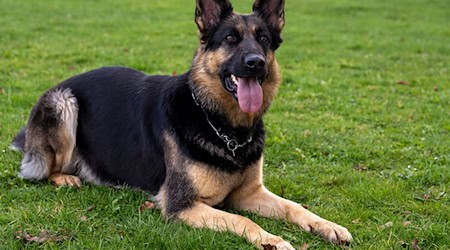 Der Schäferhund war laut Polizei dreieinhalb Jahre alt. (Symbolbild) / Foto: Stefan Puchner/dpa