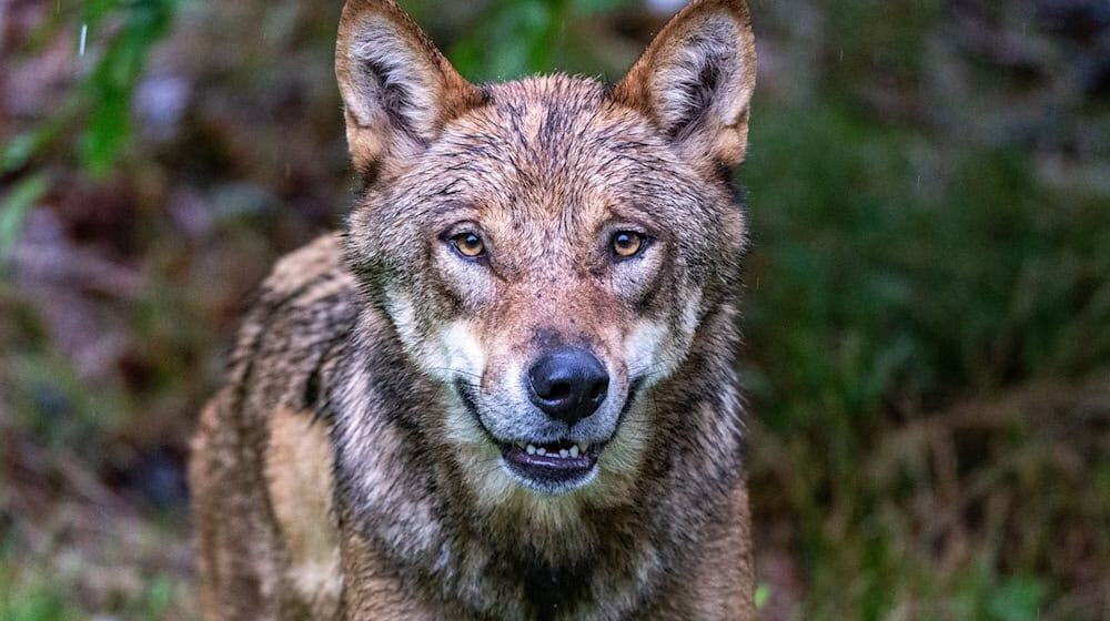 Eine DNA-Analyse bestätigte laut dem Landesamt für Umwelt (LfU), dass ein Wolf an den Tierrissen beteiligt war. (Symbolbild) / Foto: Armin Weigel/dpa Eine DNA-Analyse bestätigte laut dem Landesamt für Umwelt (LfU), dass ein Wolf an den Tierrissen beteiligt war. (Symbolbild) / Foto: Armin Weigel/dpa