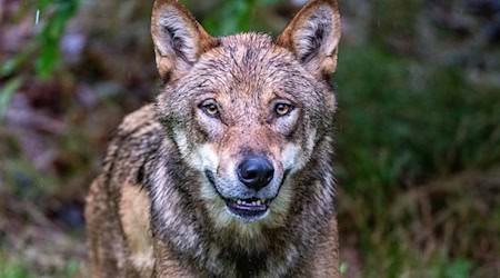 Eine DNA-Analyse bestätigte laut dem Landesamt für Umwelt (LfU), dass ein Wolf an den Tierrissen beteiligt war. (Symbolbild) / Foto: Armin Weigel/dpa Eine DNA-Analyse bestätigte laut dem Landesamt für Umwelt (LfU), dass ein Wolf an den Tierrissen beteiligt war. (Symbolbild) / Foto: Armin Weigel/dpa