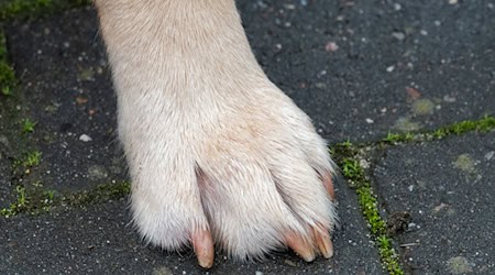 Assistenzhunde haben spezielle Ausweispapiere und Abzeichen. (Symbolbild) / Foto: Demy Becker/dpa