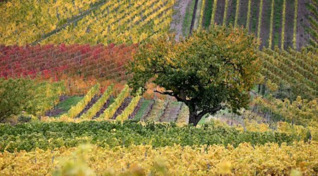 Zum Wochenende gibt es noch die Möglichkeit auf einige Sonnenstrahlen, dann ändert sich die Wetterlage.  / Foto: Karl-Josef Hildenbrand/dpa
