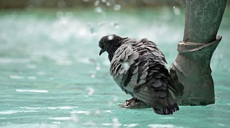 Der Mann hat nach Polizeiangaben eine Taube mit einem Fußtritt getötet. (Symbolbild) / Foto: Malin Wunderlich/dpa