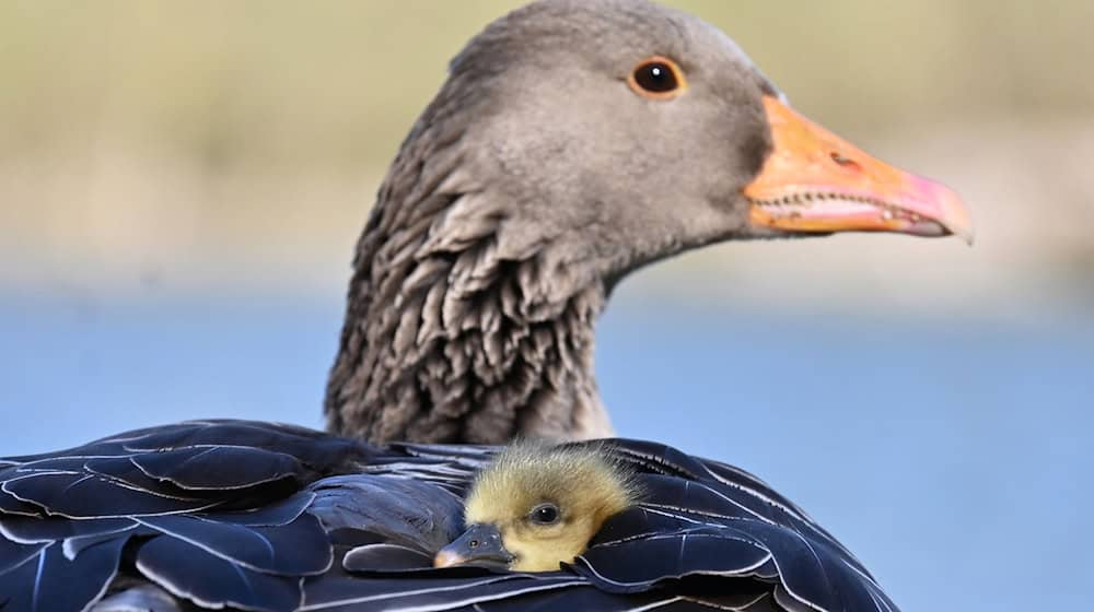 In Oberbayern ist die Vogelgrippe bei fünf verendeten Graugänsen nachgewiesen worden. (Symbolbild) / Foto: Katrin Requadt/dpa In Oberbayern ist die Vogelgrippe bei fünf verendeten Graugänsen nachgewiesen worden. (Symbolbild) / Foto: Katrin Requadt/dpa