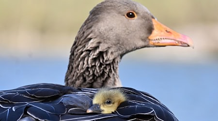 In Oberbayern ist die Vogelgrippe bei fünf verendeten Graugänsen nachgewiesen worden. (Symbolbild) / Foto: Katrin Requadt/dpa In Oberbayern ist die Vogelgrippe bei fünf verendeten Graugänsen nachgewiesen worden. (Symbolbild) / Foto: Katrin Requadt/dpa