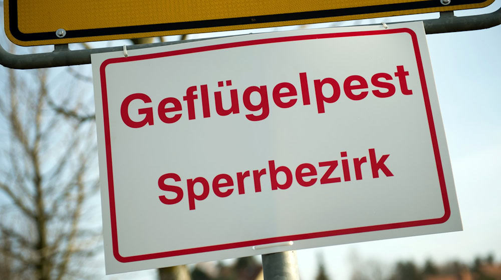 In einem Gänsemastbetrieb im Landkreis Dingolfing-Landau ist die Geflügelpest nachgewiesen worden (Archivbild).  / Foto: Arno Burgi/dpa-Zentralbild/dpa