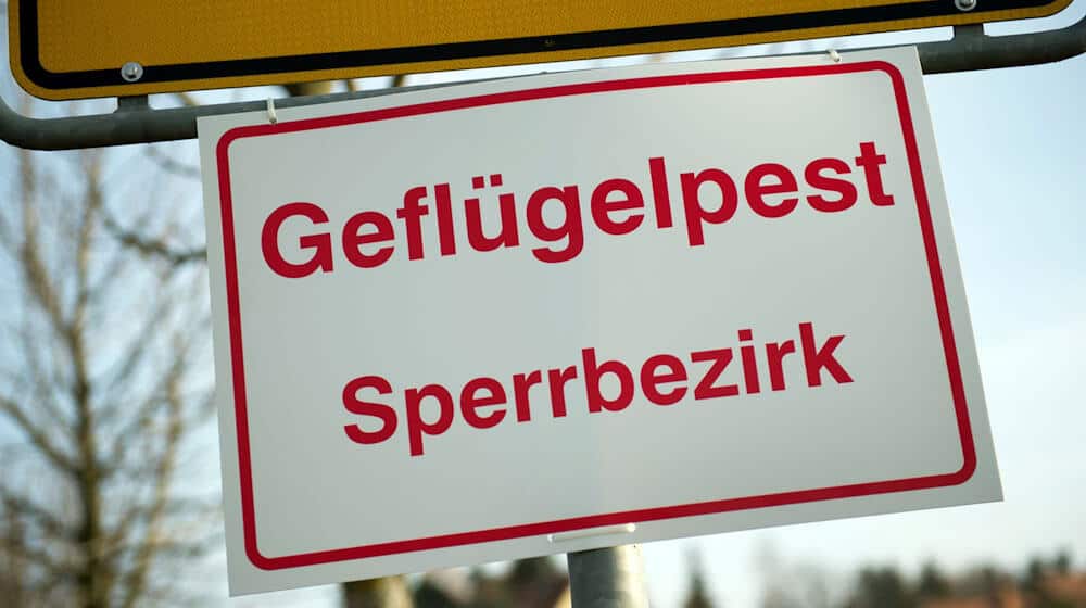 In Simbach sind in einem Geflügelbetrieb fast 3.000 Gänse an der Vogelgrippe verendet. Die Behörden haben eine Kontrollzone eingerichtet. (Symbolbild)  / Foto: Arno Burgi/dpa-Zentralbild/dpa