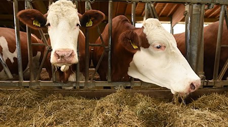 In Bayern ist ein weiterer Fall der Blauzungenkrankheit festgestellt worden. (Symbolbild) / Foto: Angelika Warmuth/dpa