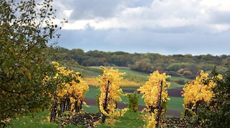 Wolken trüben den goldenen Herbst in Bayern in den kommenden Tagen. / Foto: Karl-Josef Hildenbrand/dpa