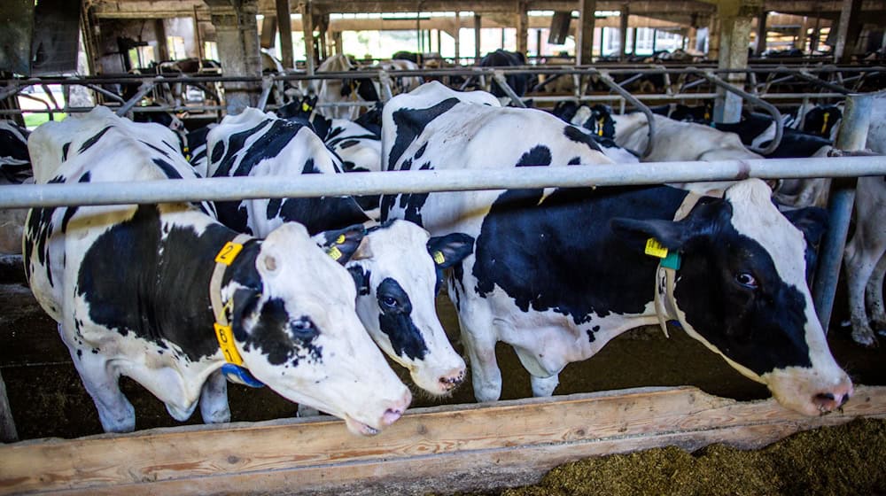 Kühen sei die Umstellung auf Winterzeit eigentlich egal, sagt der Bayerische Bauernverband. Sie bemerken sie nur dann, wenn sich dadurch die Melk- und Futterzeiten ändern. (Symbolbild) / Foto: Jens Büttner/dpa