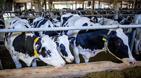 Kühen sei die Umstellung auf Winterzeit eigentlich egal, sagt der Bayerische Bauernverband. Sie bemerken sie nur dann, wenn sich dadurch die Melk- und Futterzeiten ändern. (Symbolbild) / Foto: Jens Büttner/dpa