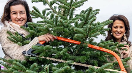 80 Prozent der vier Millionen in Bayern verkauften Christbäume werden im Freistaat angebaut. Die CSU-Politikerinnen Dorothee Bär und Michaela Kaniber (rechts) eröffneten die Saison.  / Foto: Pia Bayer/dpa