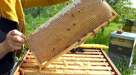 Eine Imkerin bei der Arbeit - in der Wabe dürfte jede Menge Honig sein. / Foto: Waltraud Grubitzsch/dpa